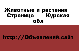  Животные и растения - Страница 25 . Курская обл.